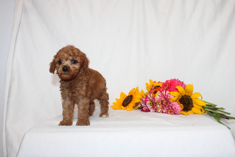 puppy, for, sale, Mini Goldendoodle F1BB, Matthew B. Stoltzfus, dog, breeder, Gap, PA, dog-breeder, puppy-for-sale, forsale, nearby, find, puppyfind, locator, puppylocator, aca